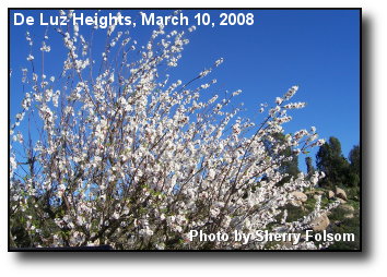 Apricot Blossoms Apricot Blossoms