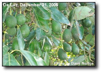 Avocado Crop Avocado Crop