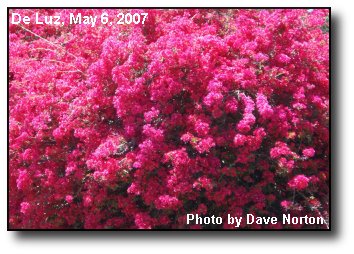 Bougainvillea Blast Bougainvillea Blast