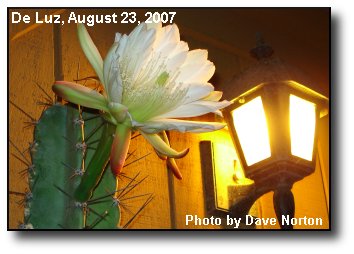 Night Bloom Night Bloom