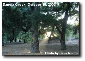 Oak Stream Oak Stream