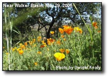 Poppy Field Poppy Field
