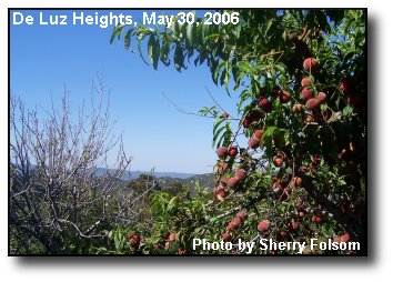 Spring Peaches Spring Peaches