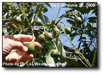 Young Fruit Young Fruit