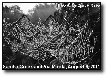 Spider Web Spider Web