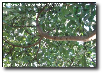 Avocado Canopy Avocado Canopy
