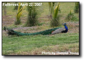 Peacock Plumage Peacock Plumage