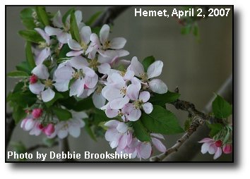 Apple Blossoms Apple Blossoms