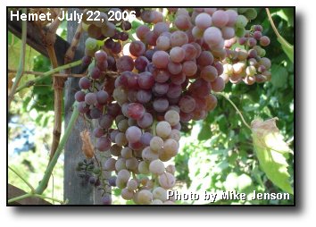 Backyard Grapes Backyard Grapes