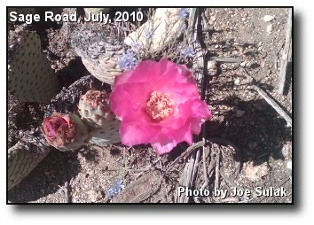 Blooming Cactus Blooming Cactus
