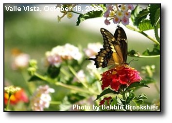 Fall Butterfly Fall Butterfly