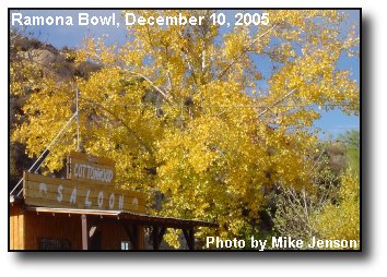 Yellow Cottonwood Yellow Cottonwood
