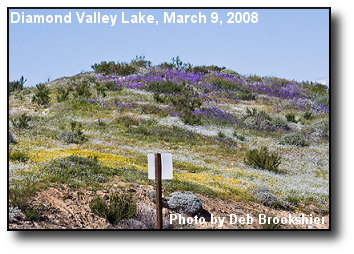 Flower Hill Flower Hill