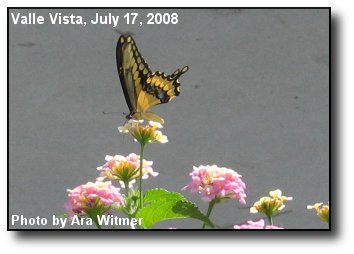 Giant Swallowtail Giant Swallowtail