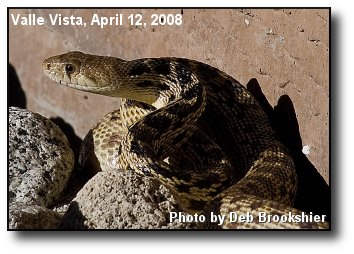 Gopher Snake Gopher Snake