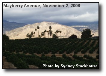 Grapefruit Orchard Grapefruit Orchard