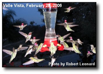 Happy Hummingbirds Happy Hummingbirds
