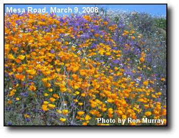 Road Wildflowers Road Wildflowers