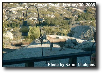 Sage Bobcat Sage Bobcat