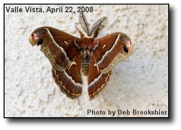 Silk Moth Silk Moth