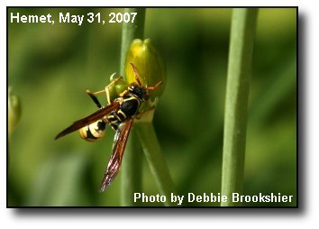 Spring Pollinator Spring Pollinator