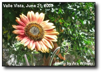 Summer Sunflower Summer Sunflower