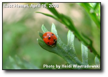 Valley Ladybug Valley Ladybug
