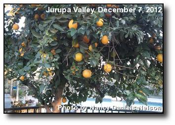 Backyard Oranges Backyard Oranges