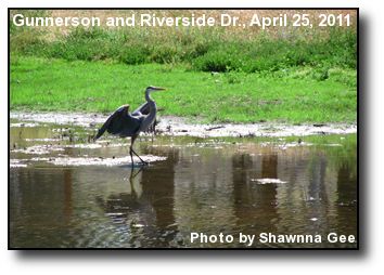 Blue Heron Blue Heron