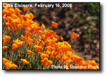 Golden Poppies Golden Poppies