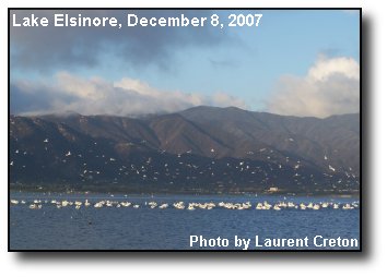 Migrating Pelicans Migrating Pelicans