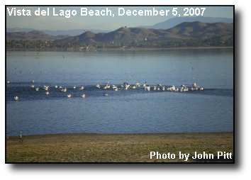 Pelicans Feeding Pelicans Feeding