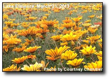 Field of Flowers Field of Flowers