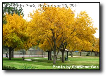 Golden Leaves Golden Leaves