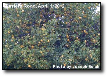 Lemons Everywhere Lemons Everywhere