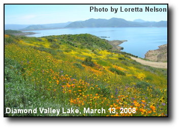 Lake Wildflowers Lake Wildflowers
