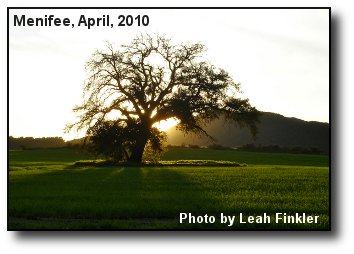 Oak Tree Oak Tree