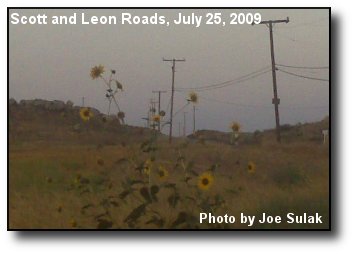 Sunflower Haze Sunflower Haze