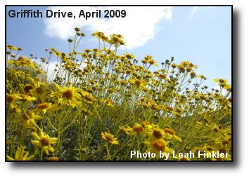 Wildflowers Wildflowers