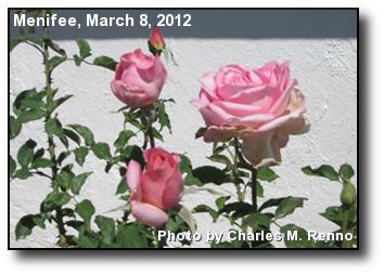 Rose Blooms Rose Blooms