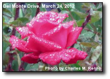 Rose in Rain Rose in Rain
