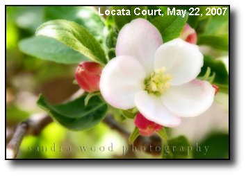 Apple Blossoms Apple Blossoms