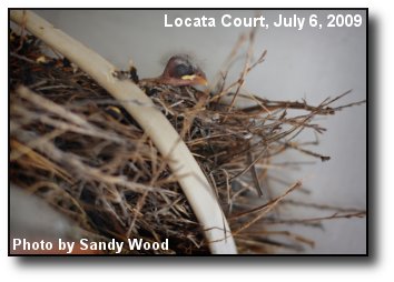 Baby Bird Baby Bird