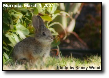 Baby Bunny Baby Bunny