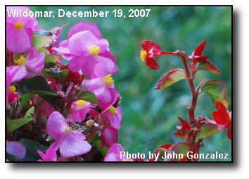 Backyard Begonia Backyard Begonia