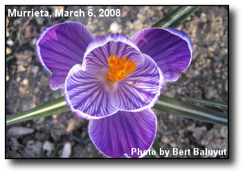 Blooming Crocus Blooming Crocus