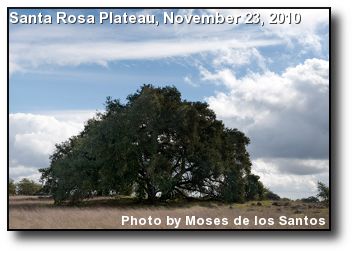 California Oak California Oak