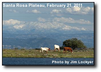 Cattle Grazing Cattle Grazing