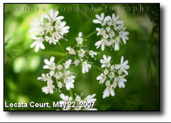 Cilantro Blossom Cilantro Blossom