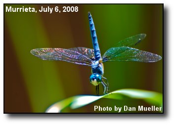 Dragonfly Dragonfly